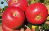 jablo domc Discovery - Malus domestica Discovery