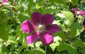 plamnek Ernest Markham - Clematis Ernest Markham