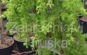 modn japonsk Pendula - Larix kaempferi Pendula