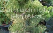 borovice černá Malinky - Pinus nigra Malinky