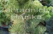 borovice ern Malinky - Pinus nigra Malinky