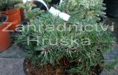 borovice pyrenejsk Zelen bal - Pinus uncinata Zelen bal