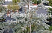 smrk pichlav Hoopsii - Picea pungens Hoopsii