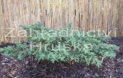jalovec obecn Green Carpet - Juniperus communis Green Carpet