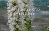 ukarda klasnat Floristan White - Liatris spicata Floristan White