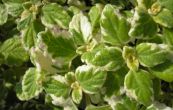 moud - Plectranthus