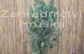 jalovec obecný Hibernica - Juniperus communis Hibernica