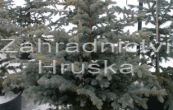smrk pichlav Glauca Globosa - Picea pungens Glauca Globosa