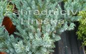 jalovec upinat Meyerii - Juniperus squamata Meyerii