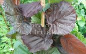 lska obecn Red Majestic - Corylus avellana Red Majestic