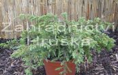 jalovec obecn Repanda - Juniperus communis Repanda