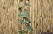 lska obecn Red Majestic - Corylus avellana Red Majestic