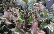 cesmna ostrolist Ferox Argentea - Ilex aquifolium Ferox Argentea