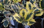 cesmna ostrolist Golden van Tol - Ilex aquifolium Golden van Tol