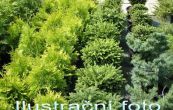 jalovec polehl Bar Harbour - Juniperus horizontalis Bar Harbour