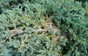 jalovec šupinatý Blue Carpet - Juniperus squamata Blue Carpet