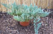 jalovec polehl BlueChip - Juniperus horizontalis BlueChip