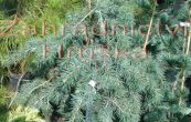 cedr himlajsk Feelin Blue - Cedrus deodara Feelin Blue