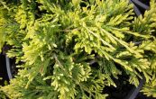 jalovec polehl Golden Carpet - Juniperus horizontalis Golden Carpet