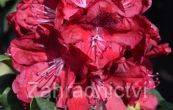 Pnink Maser s Maroon - Rhododendron Maser s Maroon