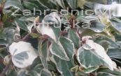 bean popnav Little Diamond - Hedera helix Little Diamond