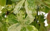 akebie ptietn Variegata - Akebia quinata Variegata