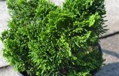 cypiek tupolist Nana Gracilis - Chamaecyparis obtusa Nana Gracilis