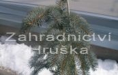 smrk pichlav Columnaris - Picea pungens Columnaris