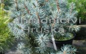 smrk pichlav Mackii - Picea pungens Mackii