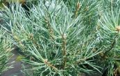borovice lesní Beuvronensis - Pinus sylvestris Beuvronensis