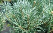 borovice lesn Beuvronensis - Pinus sylvestris Beuvronensis