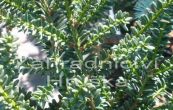 tis erven Rushmoore (na kmnku) - Taxus baccata Rushmoore (na kmnku)