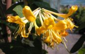 zimolez - Lonicera  tellmanniana