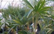 umara ztepil - Trachycarpus fortunei
