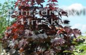 javor ml Crimson Sentry - Acer platanoides Crimson Sentry