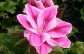 pelargonie - Pelargonium grandiflorum