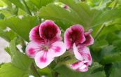 pelargonie - Pelargonium grandiflorum