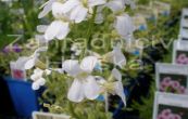 husenk Old Gold - Arabis ferdinandi-coburgii Old Gold