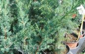 jalovec čínský Blaauw - Juniperus chinensis Blaauw