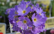 prvosenka zoubkat - Primula denticulata