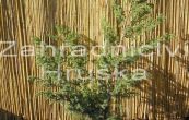 jalovec nsk Blue Alps - Juniperus chinensis Blue Alps