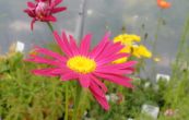 vrati Robinson Red - Tanacetum Robinson Red
