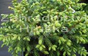 smrk omorika Treplicensis - Picea omorika Treplicensis