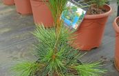 borovice limba - Pinus cembra
