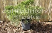 jalovec nsk Mint Julep - Juniperus chinensis Mint Julep