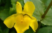Erythranthe lutea