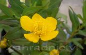 blatouch bahenn - Caltha palustris