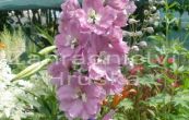 straka Astolat - Delphinium pacific Astolat