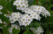 tavolnk niponsk Snowmound - Spiraea nipponica Snowmound