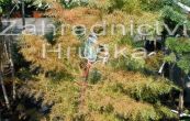 kryptomerie japonsk Elegans Viridis - Cryptomeria japonica Elegans Viridis